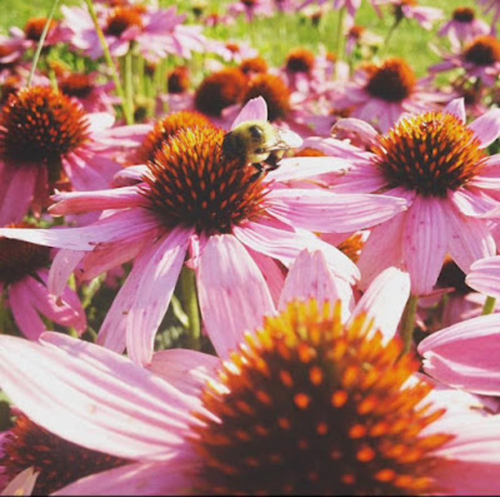 Meet your Posher, Genevieve